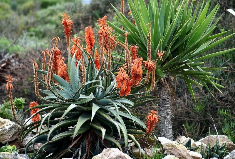 Drought-resistant Beauties