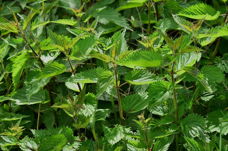 Herb Wall Options