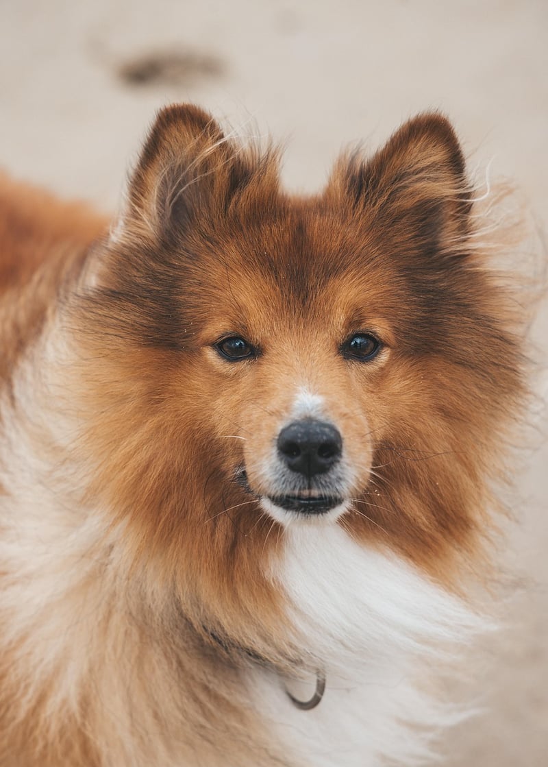 Pet-friendly Choices