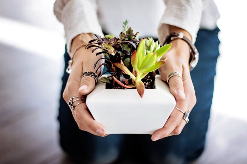 Succulent Care Tips