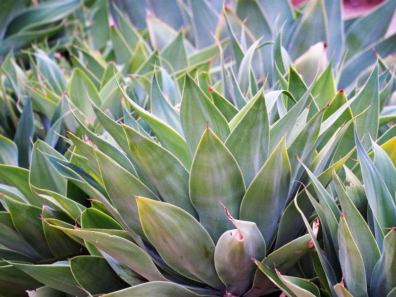 Green agave plant