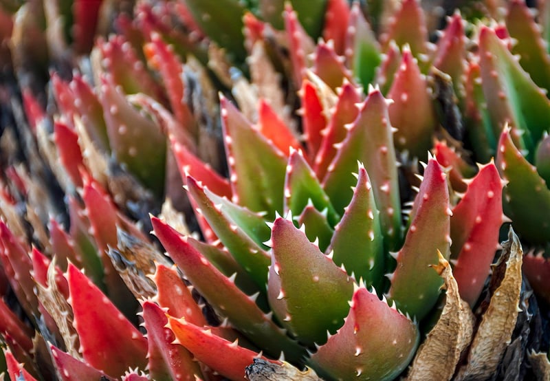 Cactus in a desert